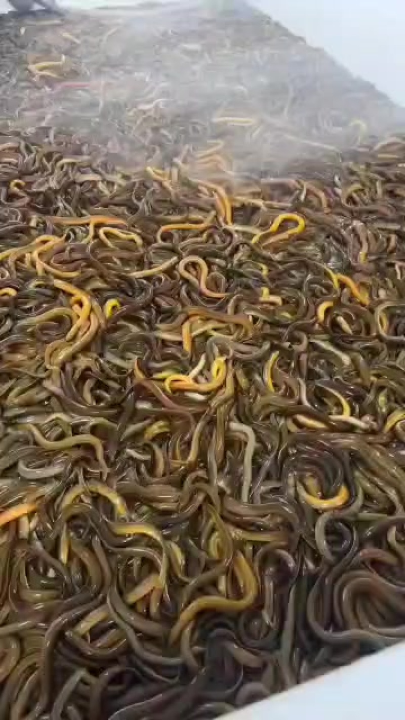 生态养殖黄鳝，鲜活直供，肉质细嫩，营养丰富，健康美味之选！