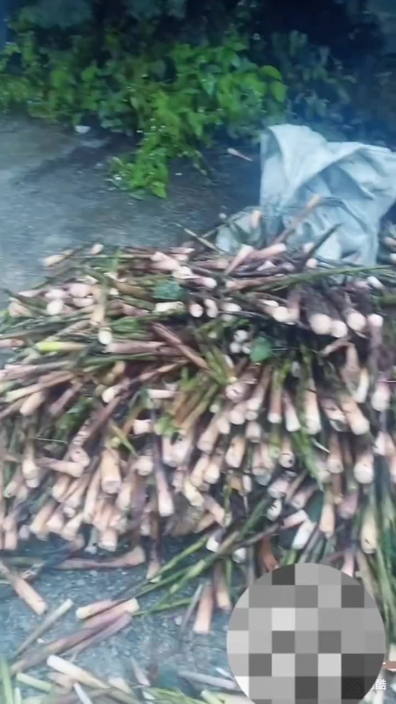 大自然的竹子放心购买