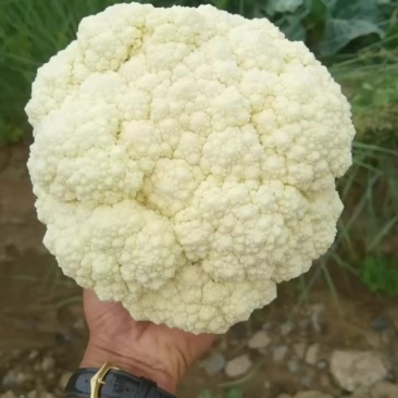 预冷花菜