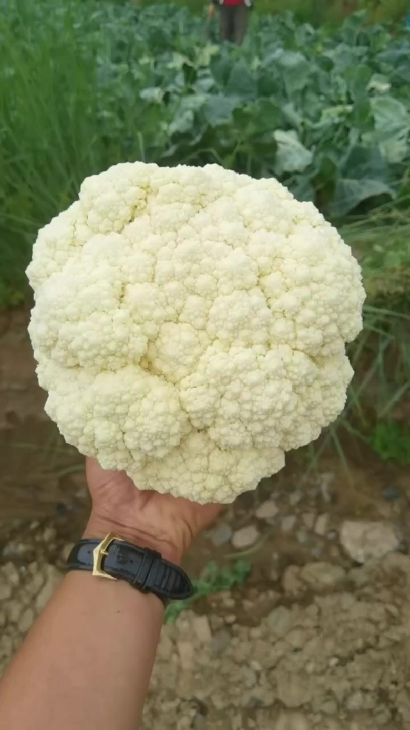 预冷花菜