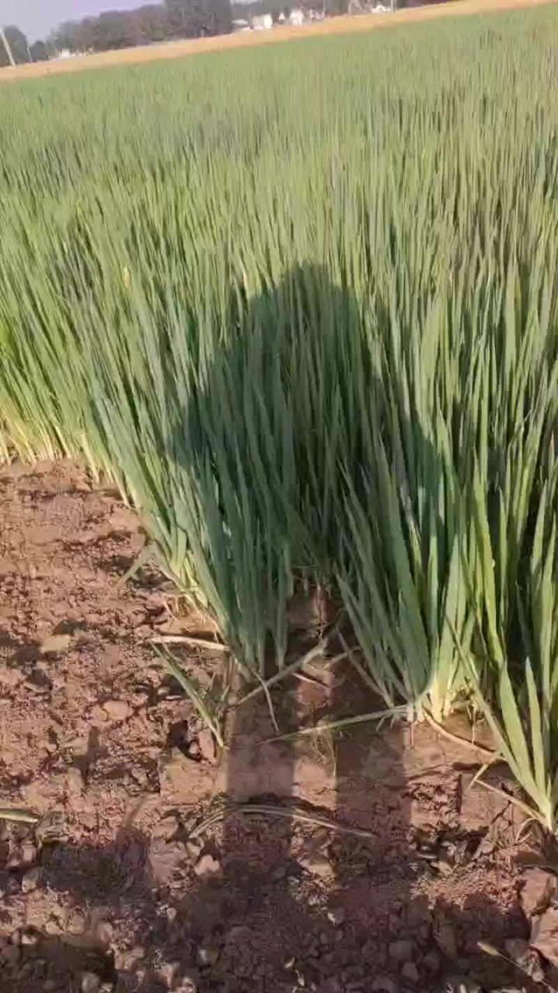 葱苗