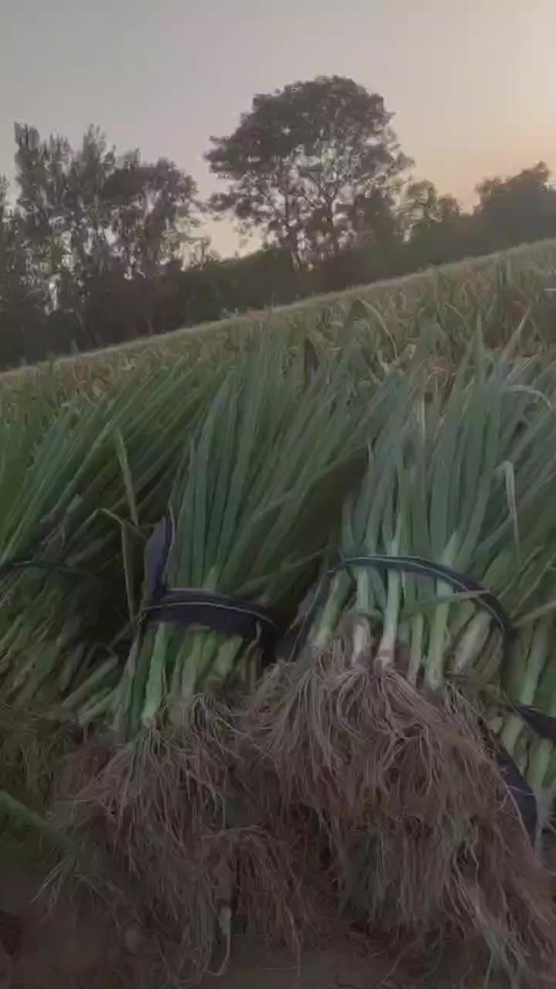 葱苗