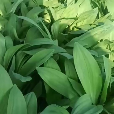 山葱