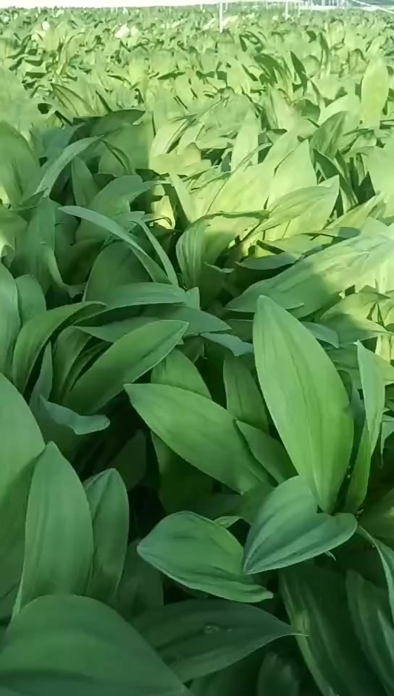 山葱