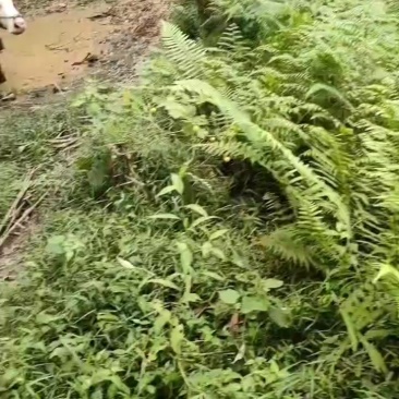生牛来电***********
