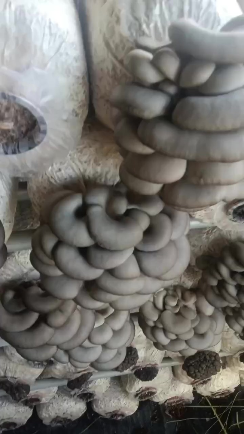 平菇基地直发