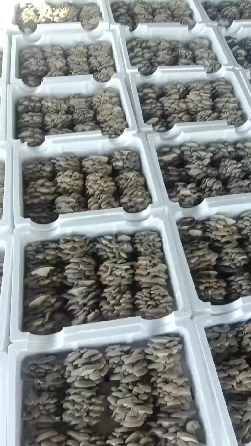 平菇基地直发