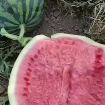 美都西瓜
