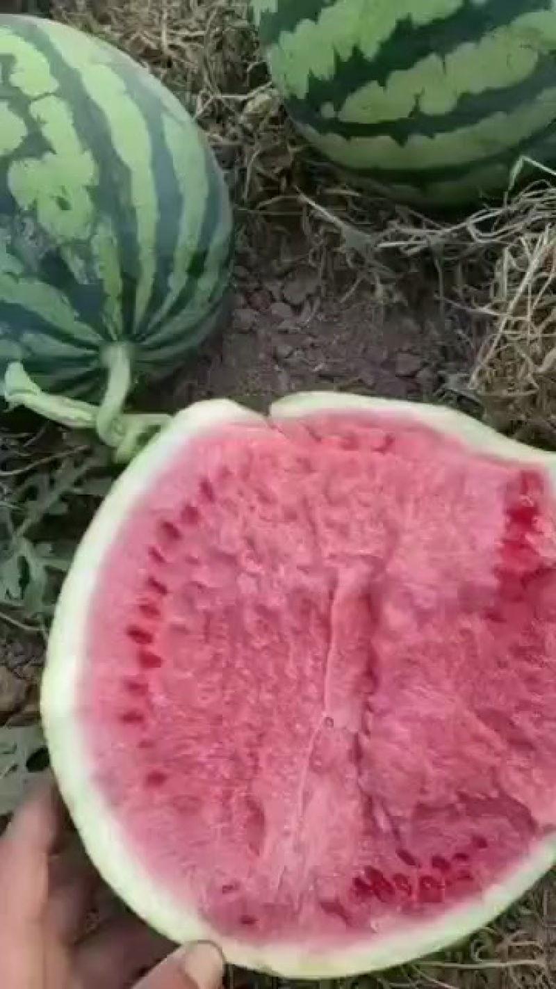 美都西瓜