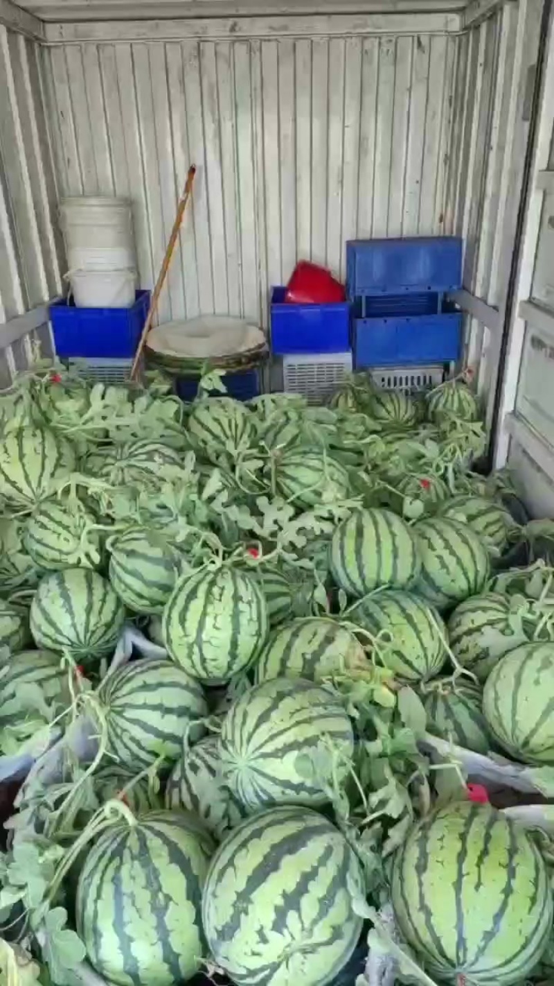 美都西瓜
