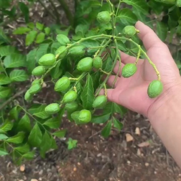 黄皮