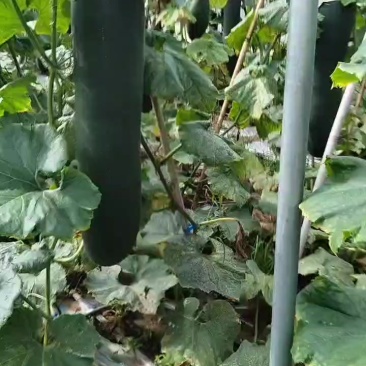 北海饭堂货