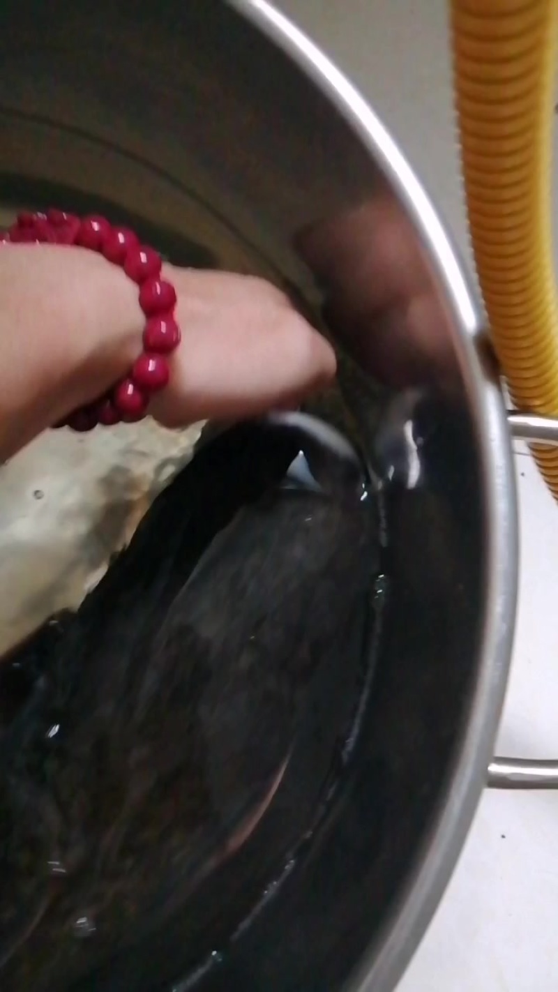 野生鲶鱼