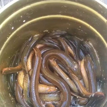 水产
