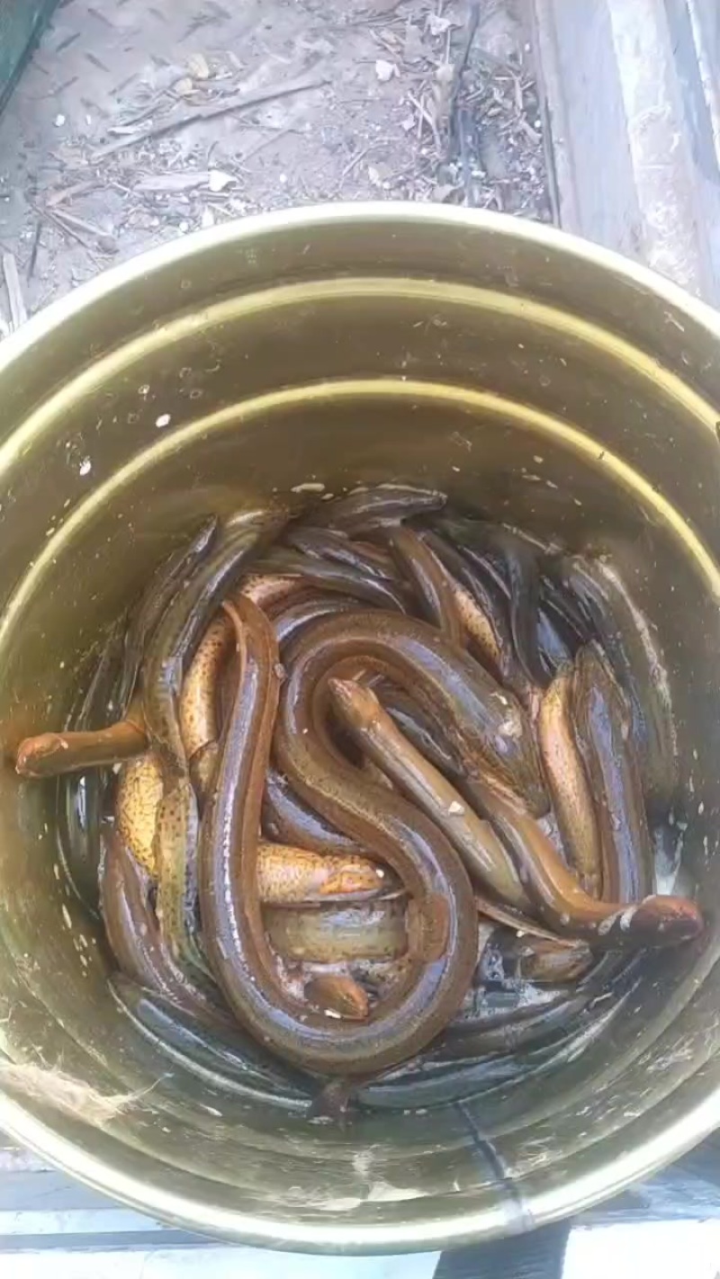水产