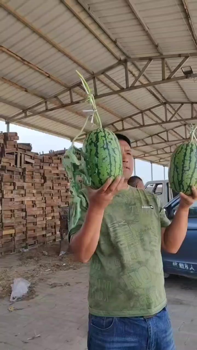 廊坊永清产区精品L600西瓜上市