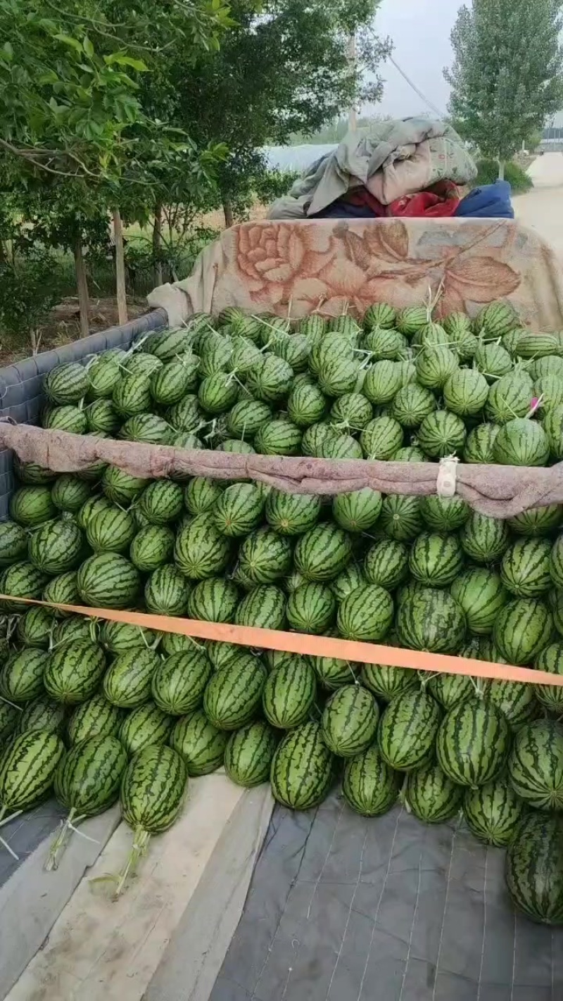 廊坊永清产区精品L600西瓜上市