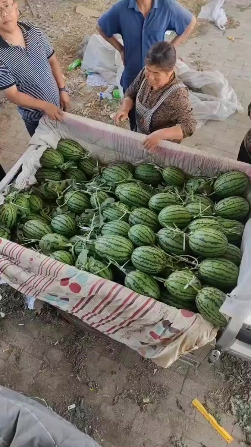 廊坊永清产区精品L600西瓜上市