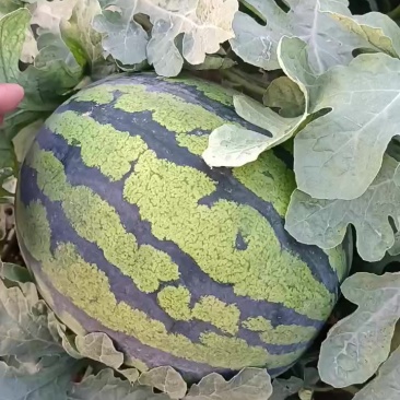 商丘本地精品美都有籽西瓜大量上市，质量保证，