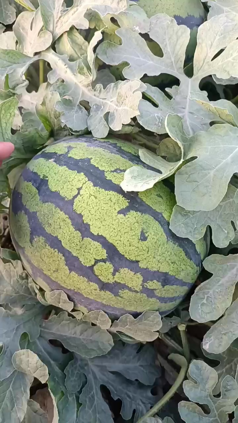 商丘本地精品美都有籽西瓜大量上市，质量保证，