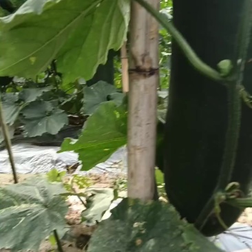 黑皮冬瓜