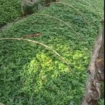 黄连苗子