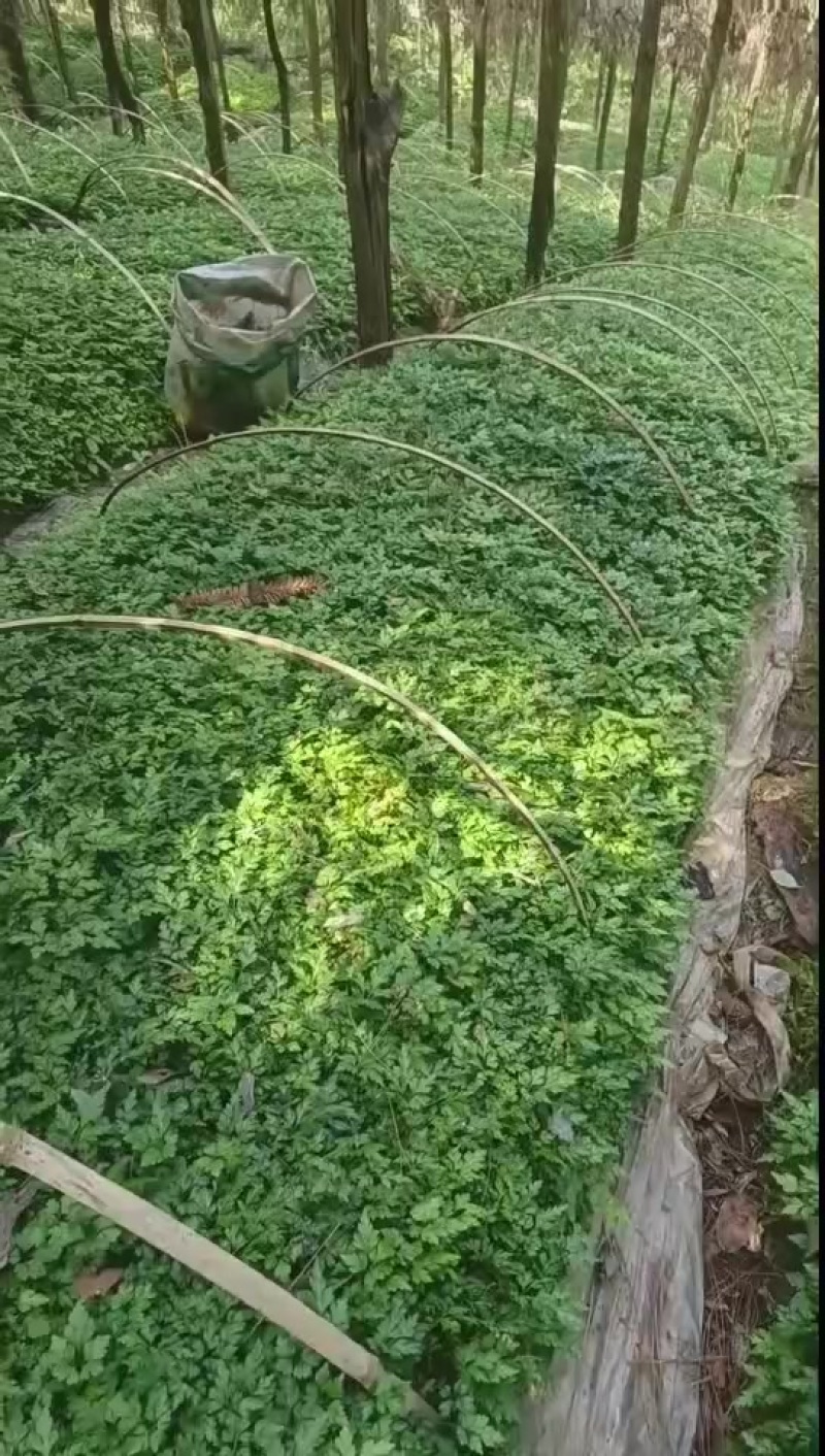 黄连苗子