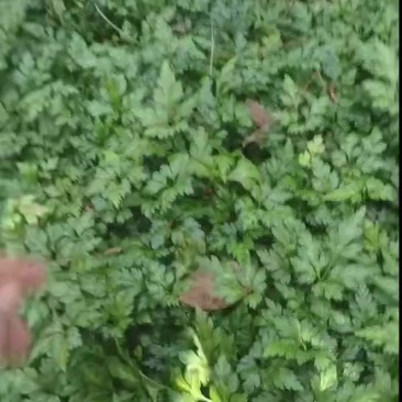 黄连苗