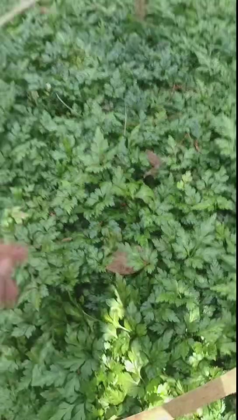 黄连苗