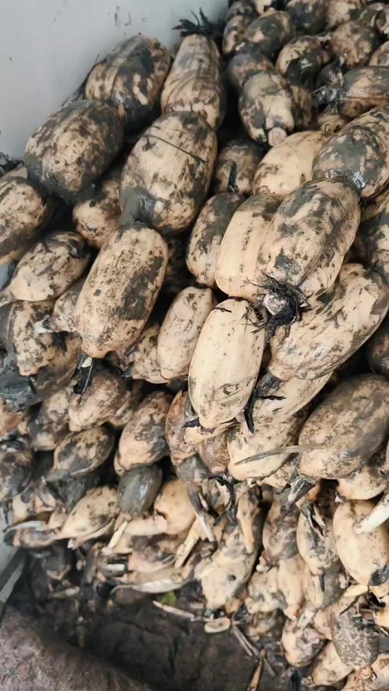 江苏六号大藕。
