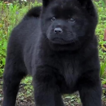精品中华田园犬五黑犬