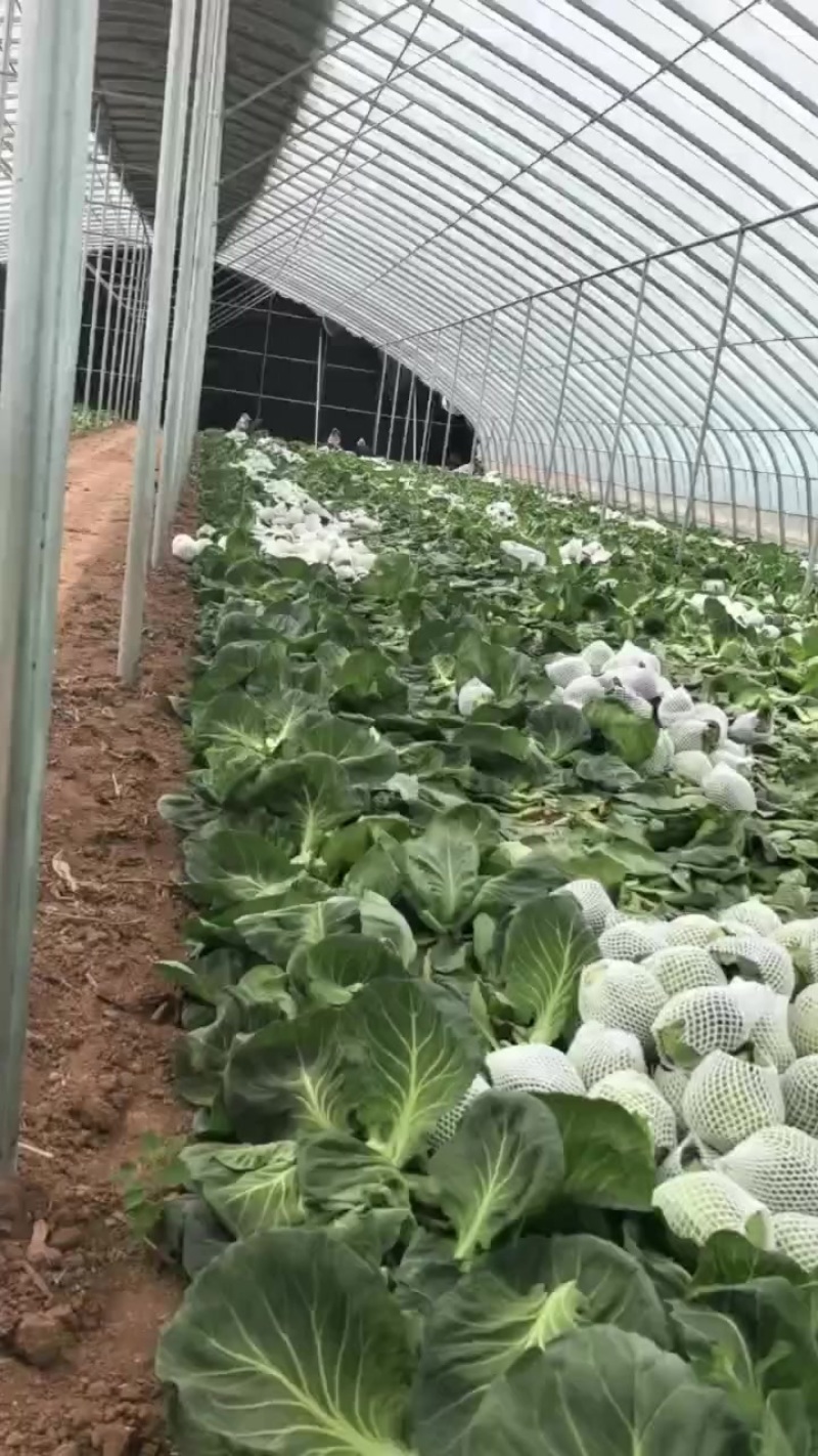 甘蓝有中甘15和各种暄菜