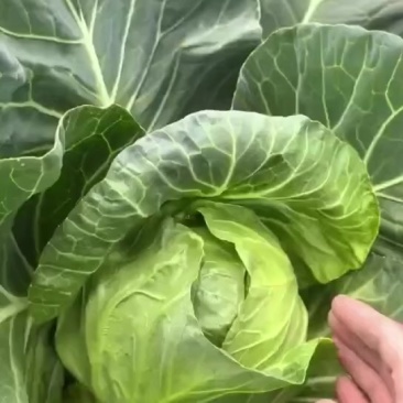 甘蓝有中甘15和各种暄菜