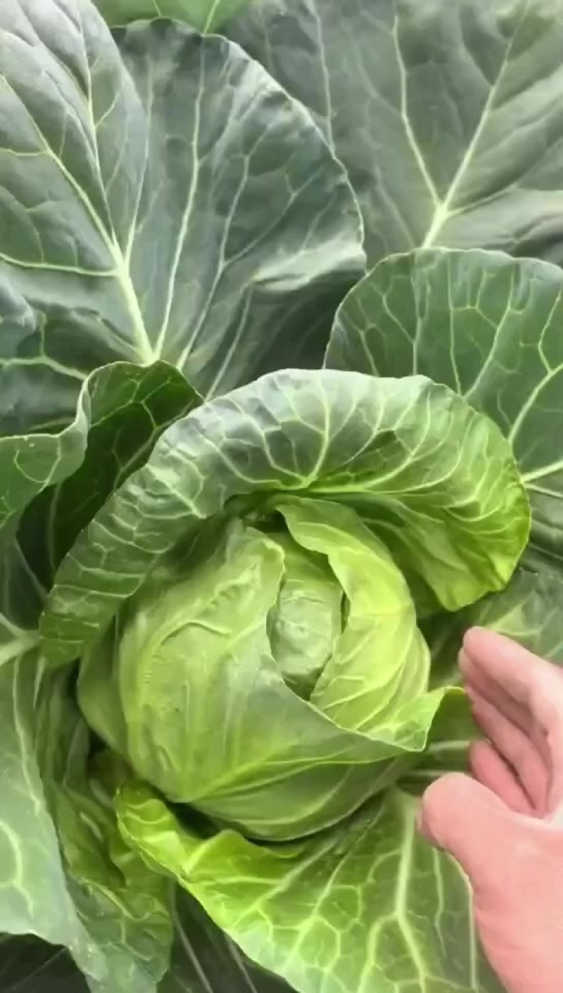 甘蓝有中甘15和各种暄菜
