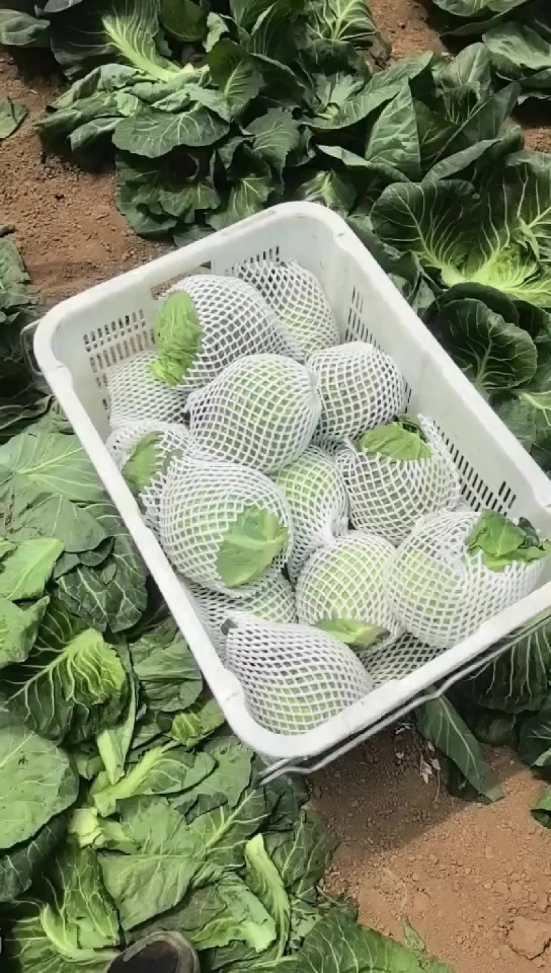 甘蓝有中甘15和各种暄菜