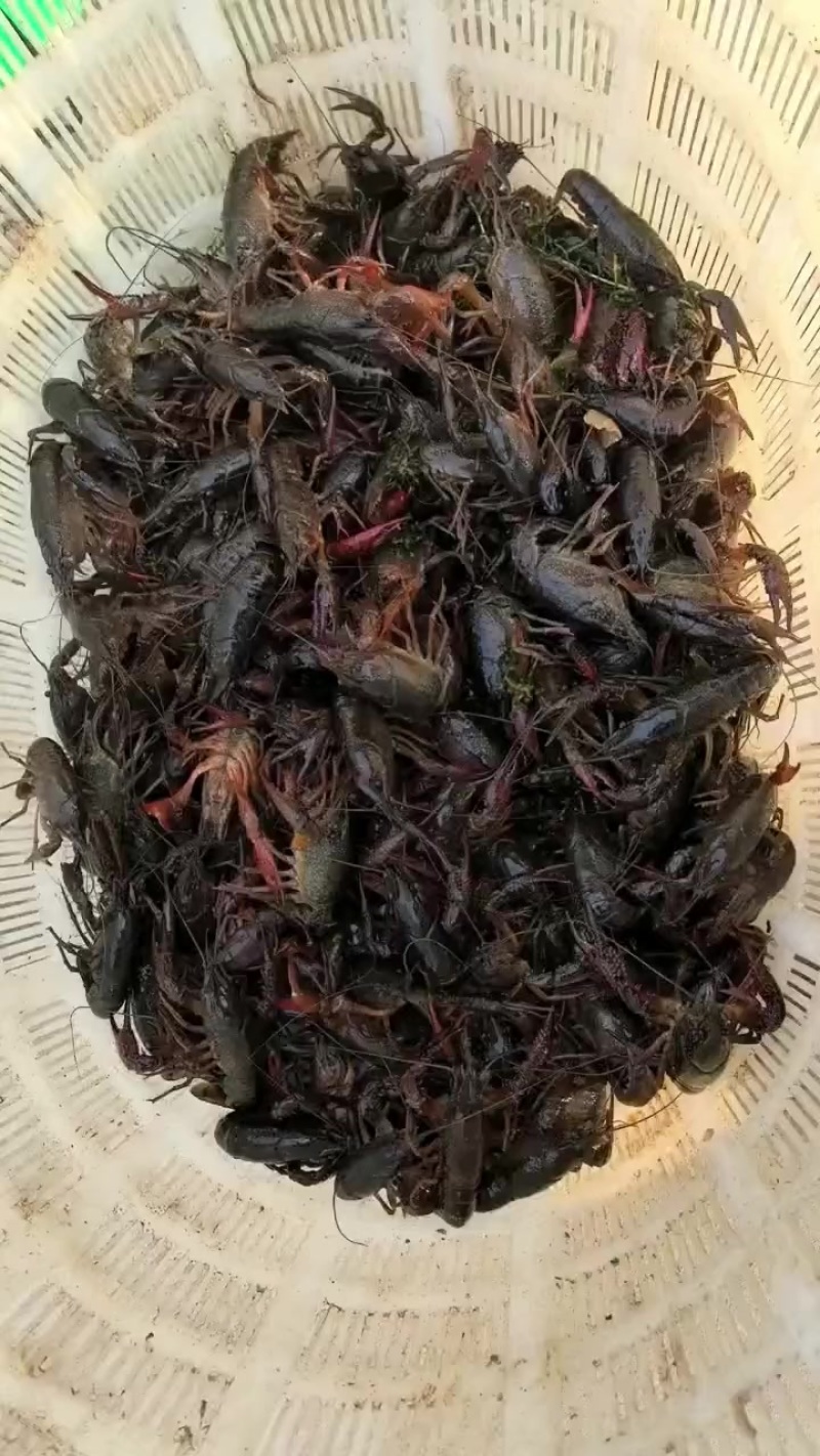 龙虾