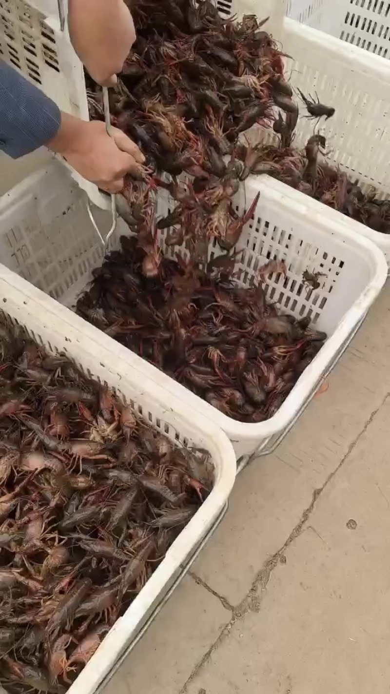 龙虾