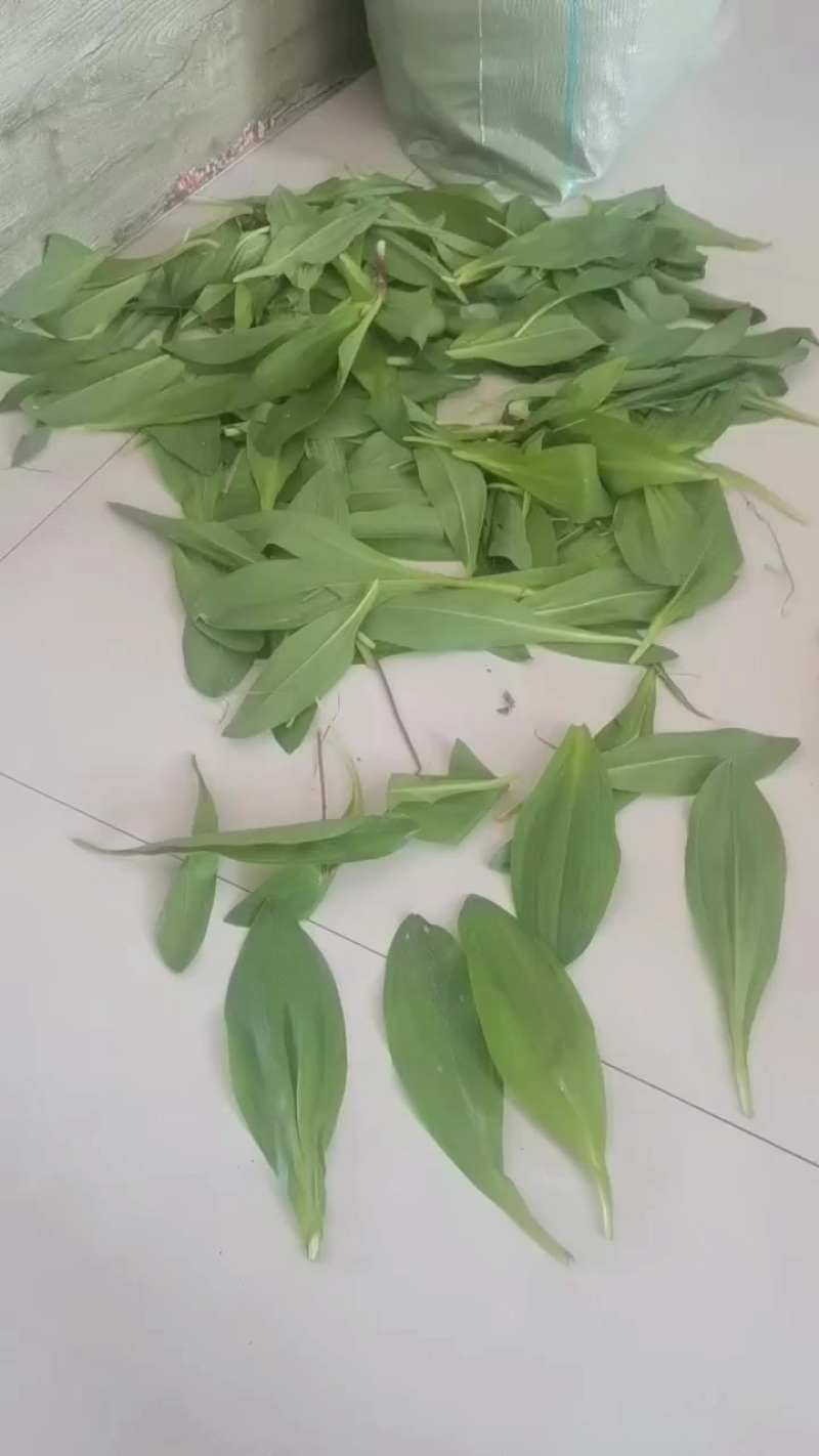 寒葱