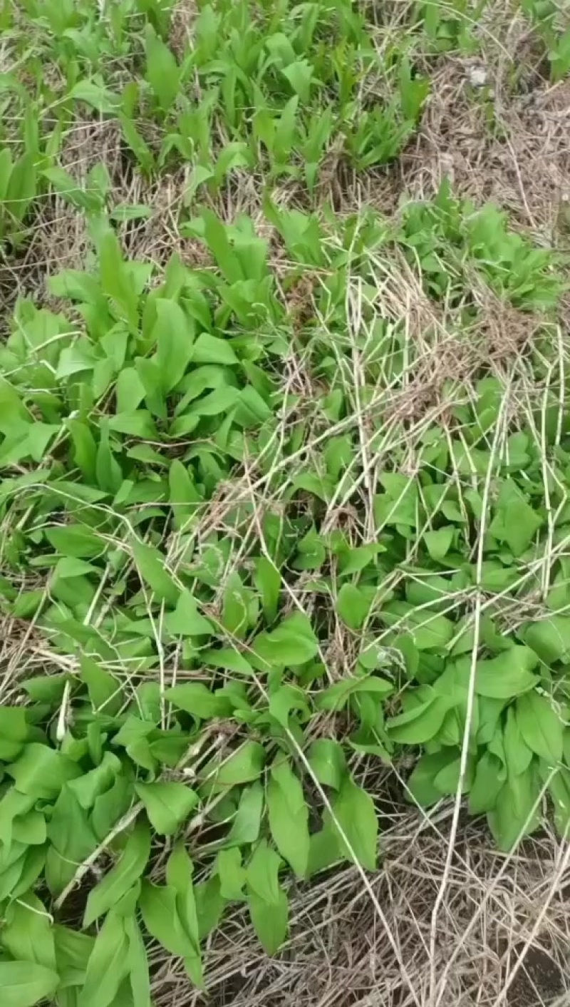 寒葱