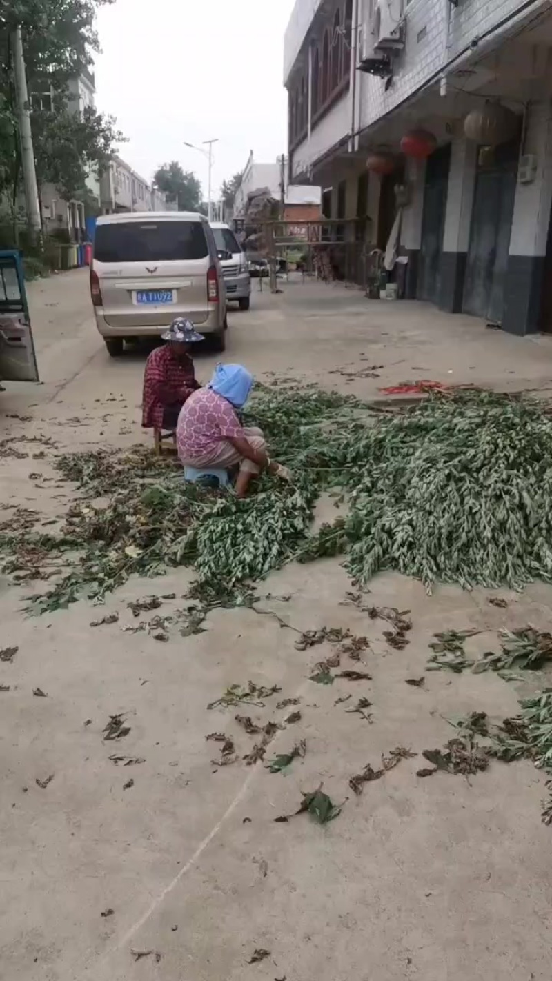 艾草