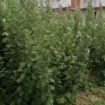 艾草