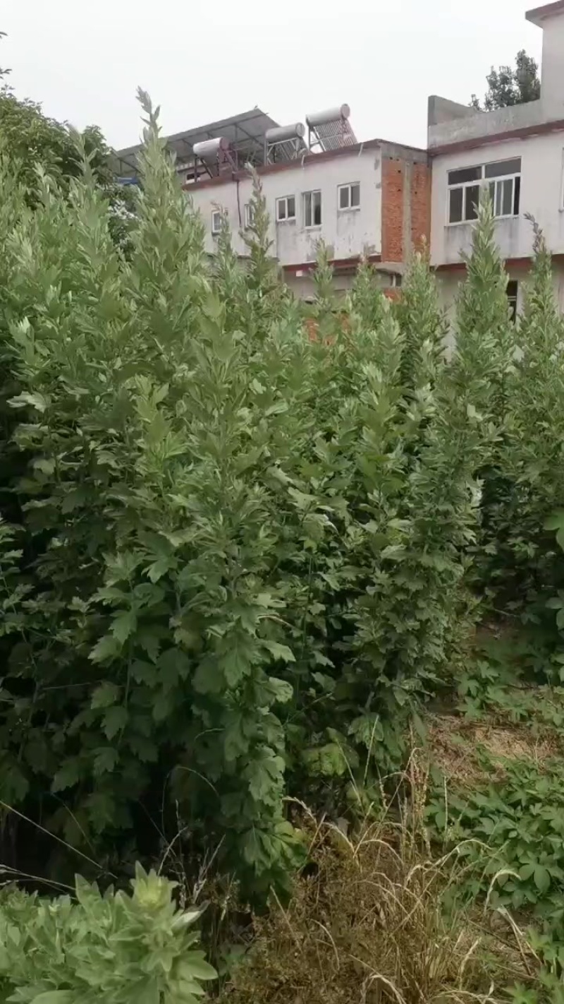 艾草