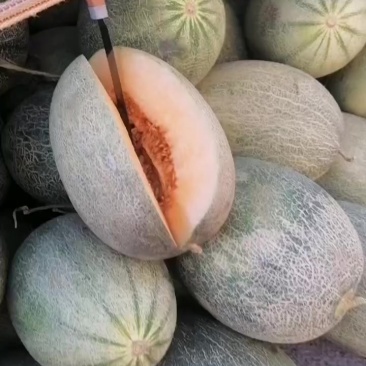 海南哈密瓜便宜了毛毛钱了