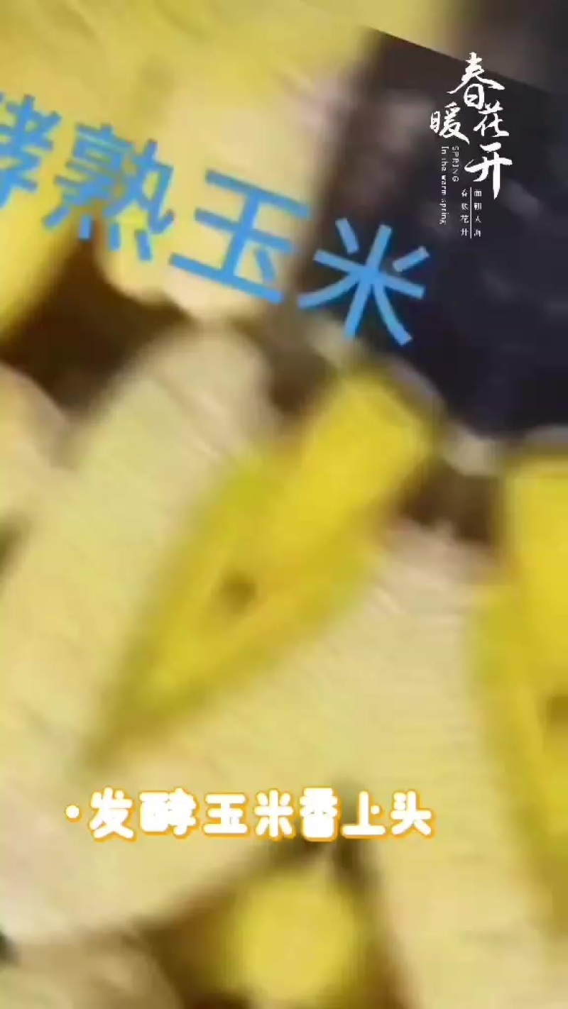 熟玉米饲料，真空包装，（可替代玉米）。