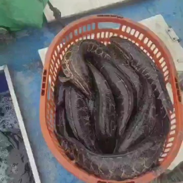 直供a货黑鱼