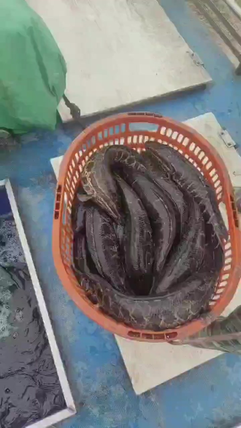 直供a货黑鱼