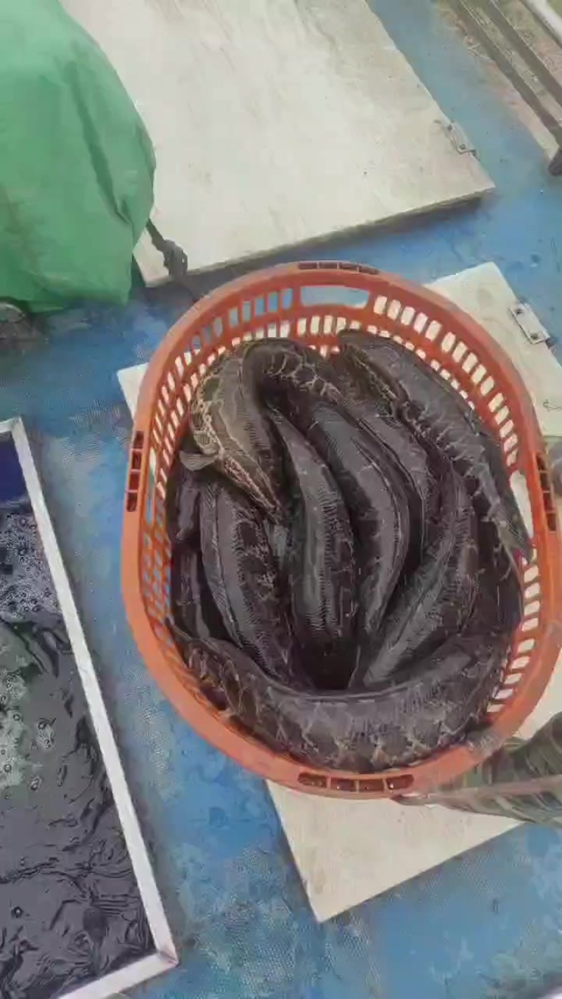 直供a货黑鱼