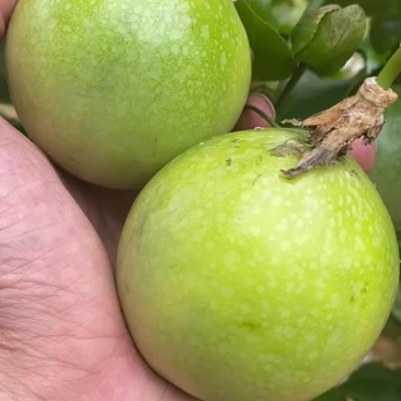 钦蜜九号黄金百香果