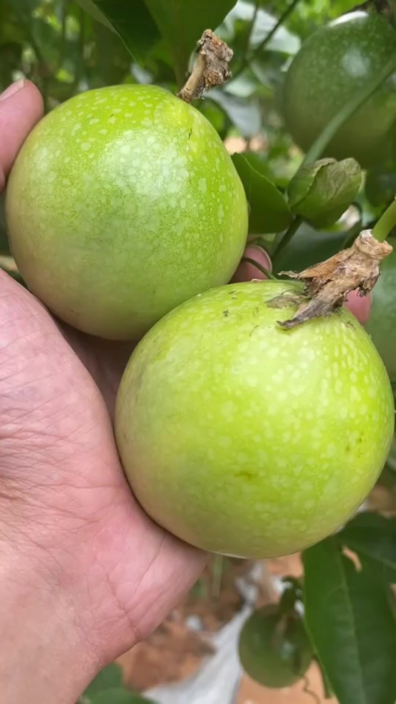 钦蜜九号黄金百香果