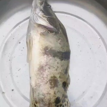 鳜鱼